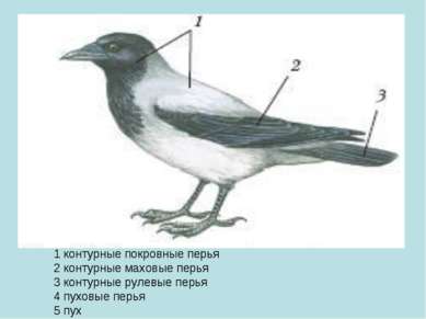 1 контурные покровные перья 2 контурные маховые перья 3 контурные рулевые пер...