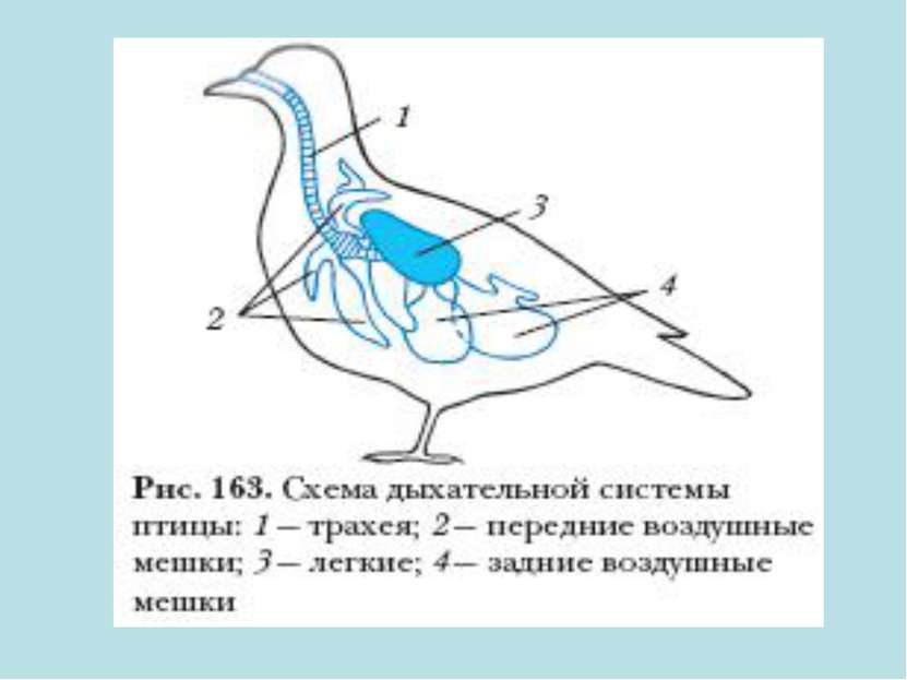 Органы дыхания птицы картинка