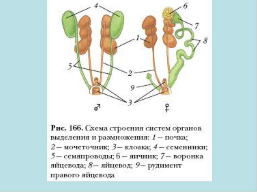Органы размножения 8 класс биология