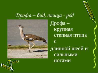 Дрофа – вид, птица - род Дрофа – крупная степная птица с длинной шеей и сильн...