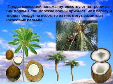 Плоды кокосовой пальмы путешествуют по тропичес- ким морям. Если морские волн...