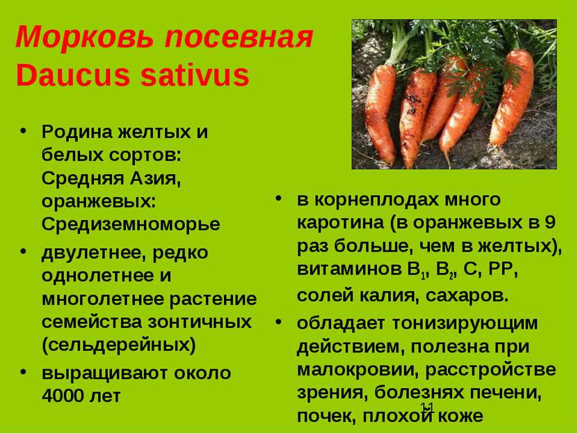 Морковь посевная Daucus sativus Родина желтых и белых сортов: Средняя Азия, о...