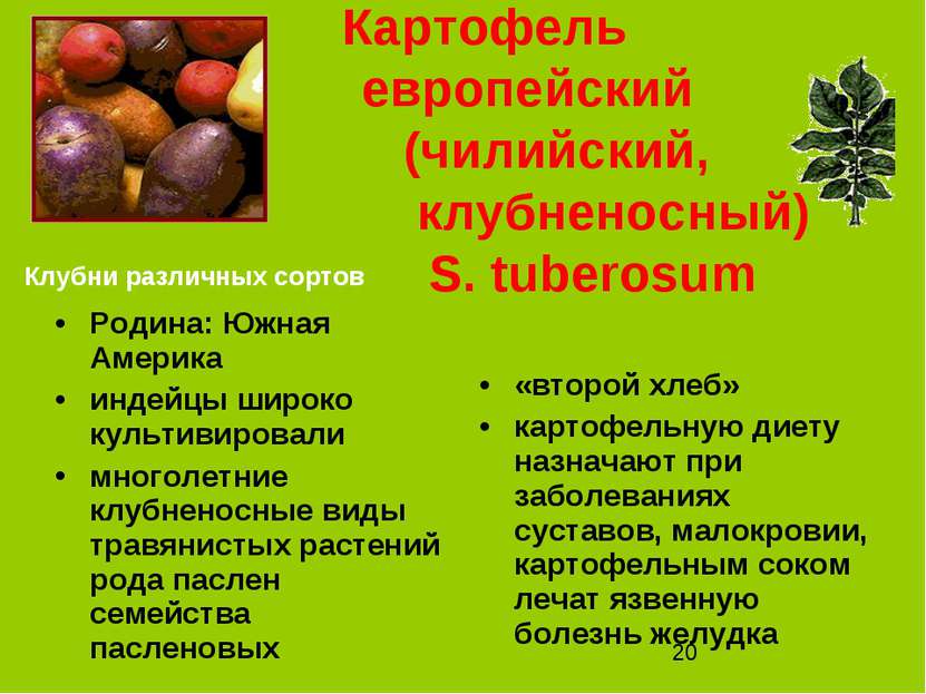 Картофель европейский (чилийский, клубненосный) S. tuberosum Родина: Южная Ам...