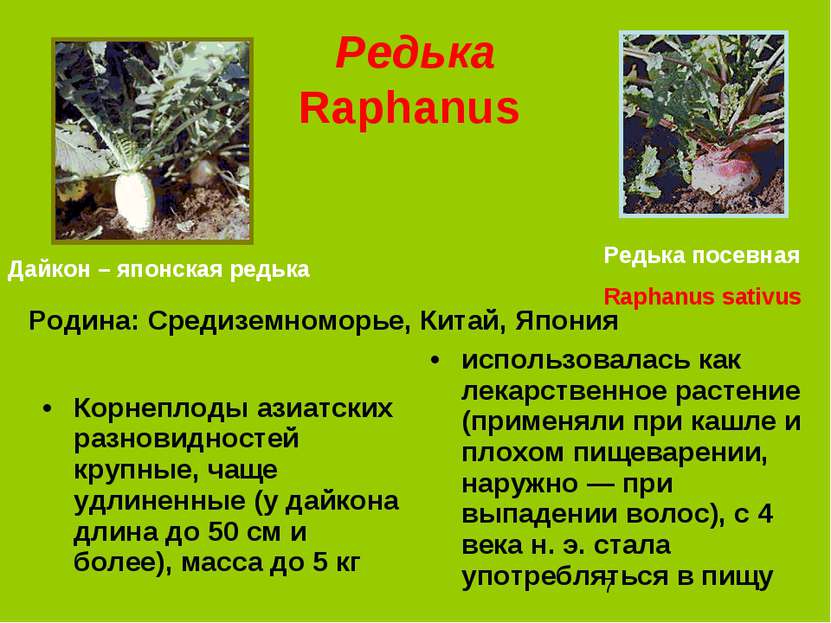 Редька Raphanus Корнеплоды азиатских разновидностей крупные, чаще удлиненные ...