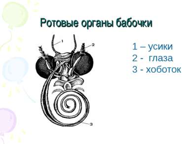Ротовые органы бабочки 1 – усики 2 - глаза 3 - хоботок