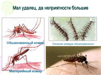 Мал удалец, да неприятности большие Обыкновенный комар Малярийный комар Личин...