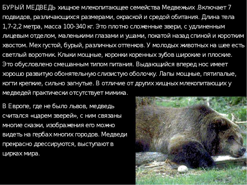 БУРЫЙ МЕДВЕДЬ хищное млекопитающее семейства Медвежьих .Включает 7 подвидов, ...