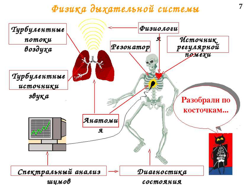 7 Физика дыхательной системы