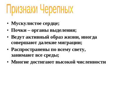 Мускулистое сердце; Почки – органы выделения; Ведут активный образ жизни, ино...