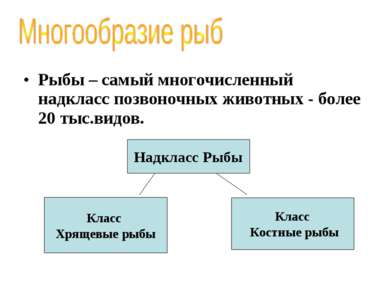 Рыбы – самый многочисленный надкласс позвоночных животных - более 20 тыс.видо...