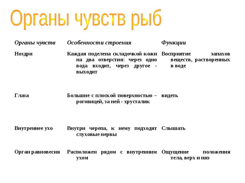 Органы чувств Особенности строения Функции Ноздри Каждая поделена складочкой ...