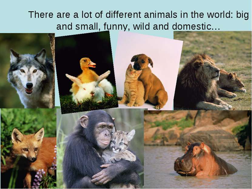 There are a lot of different animals in the world: big and small, funny, wild...