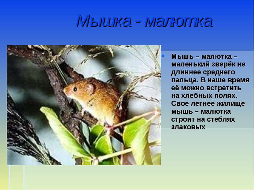 Мышка - малютка Мышь – малютка – маленький зверёк не длиннее среднего пальца....