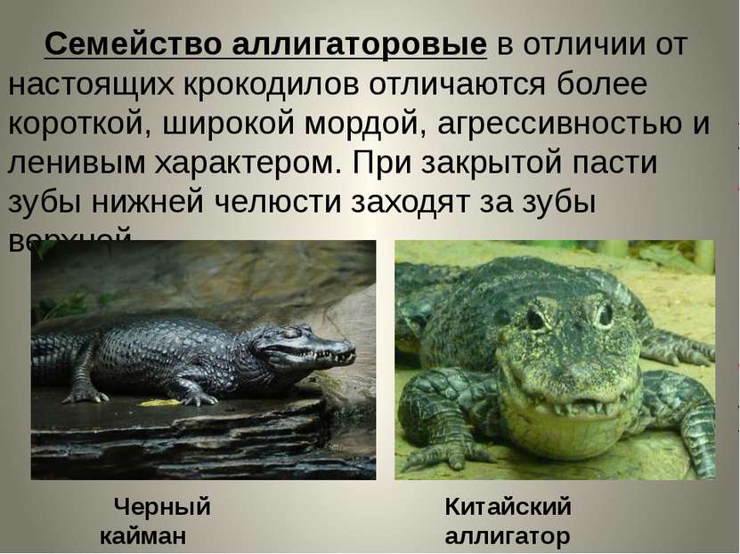 Семейство аллигаторовые в отличии от настоящих крокодилов отличаются более ко...