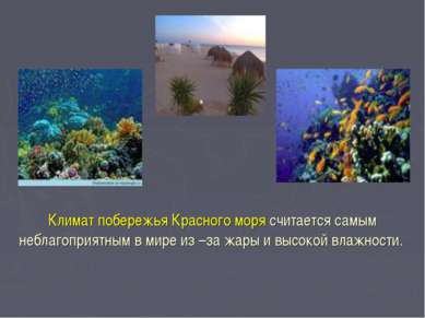 Климат побережья Красного моря считается самым неблагоприятным в мире из –за ...