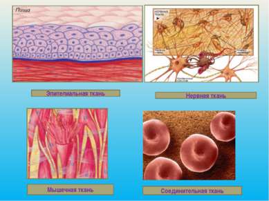 Эпителиальная ткань Нервная ткань Мышечная ткань Соединительная ткань