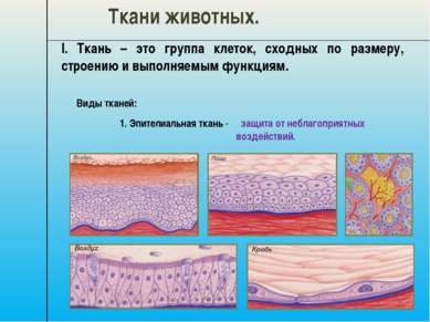 I. Ткань – это группа клеток, сходных по размеру, строению и выполняемым функ...