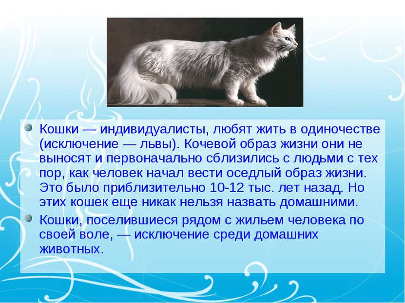 Кошки — индивидуалисты, любят жить в одиночестве (исключение — львы). Кочевой...