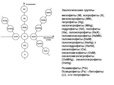 Экологические группы мезофиты (М), ксерофиты (X), мезоксерофиты (MX), гигрофи...
