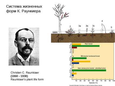 Christen C. Raunkiaer (1860 - 1938) Raunkiaer's plant life form Система жизне...