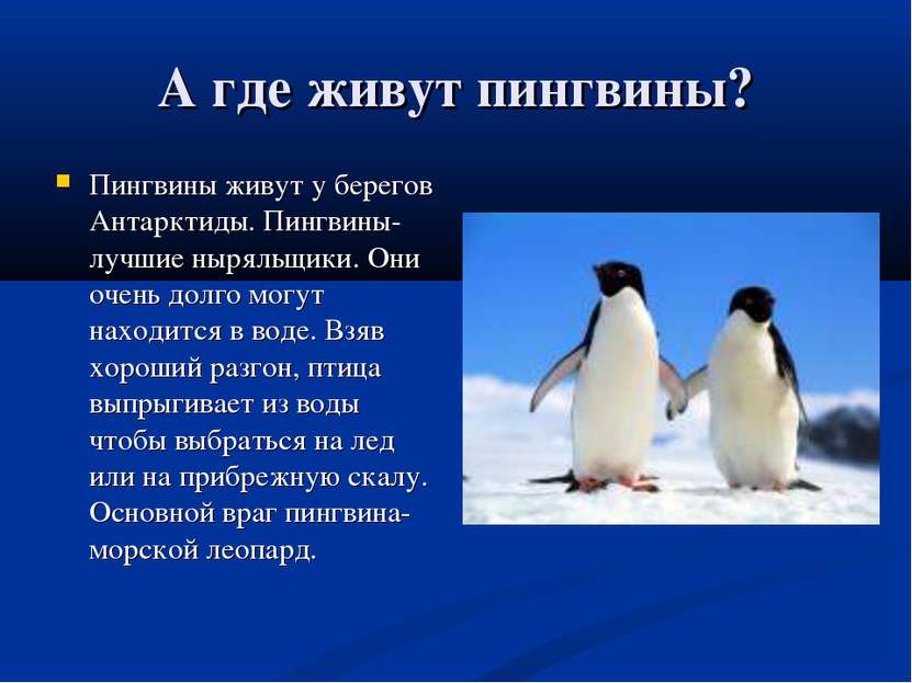 А где живут пингвины? Пингвины живут у берегов Антарктиды. Пингвины-лучшие ны...