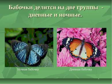 Бабочки делятся на две группы - дневные и ночные. Ночная бабочка Дневная бабочка