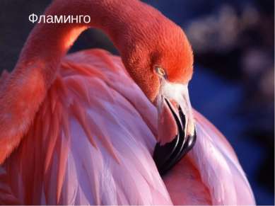 Ф Фламинго Фламинго