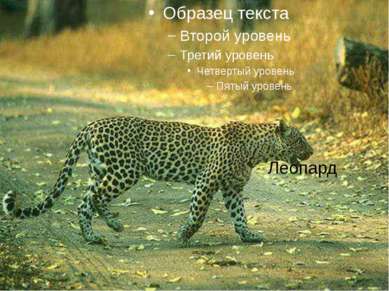 Леопард Леопард