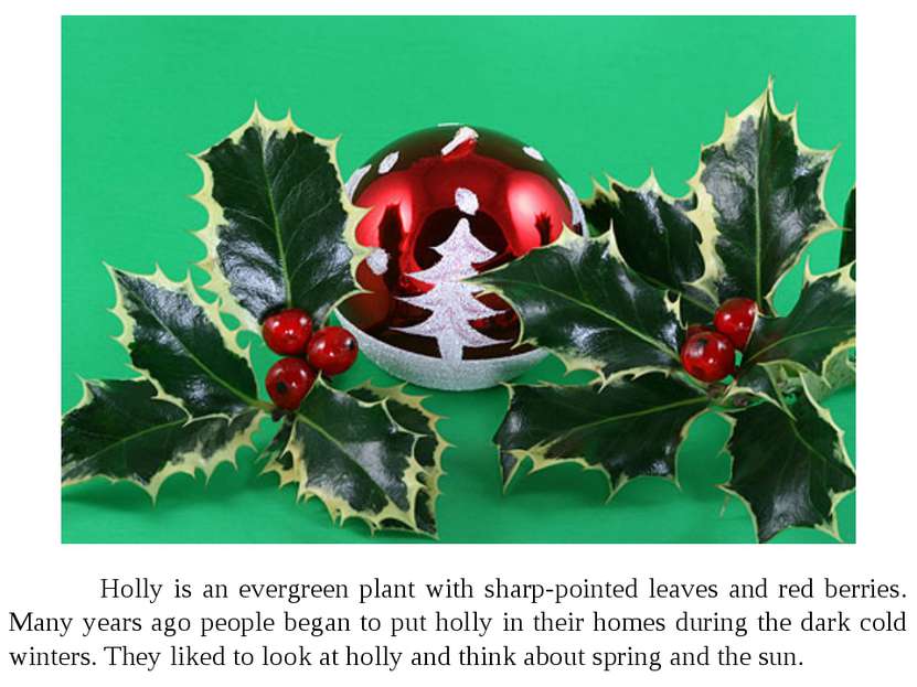 Holly is an evergreen plant with sharp-pointed leaves and red berries. Many y...