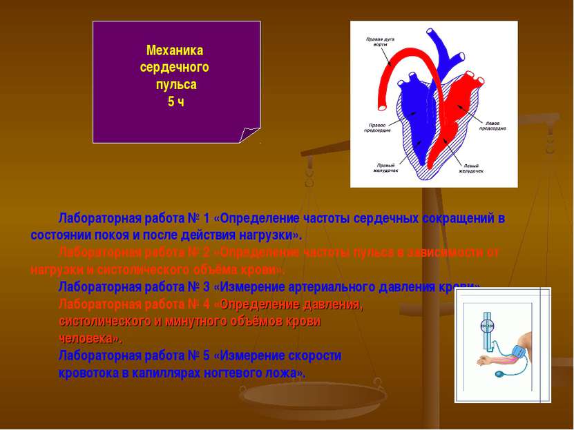 Механика сердечного пульса 5 ч Лабораторная работа № 1 «Определение частоты с...