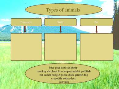 Domestic Wild Pet Types of animals bear goat tortoise sheep monkey elephant l...