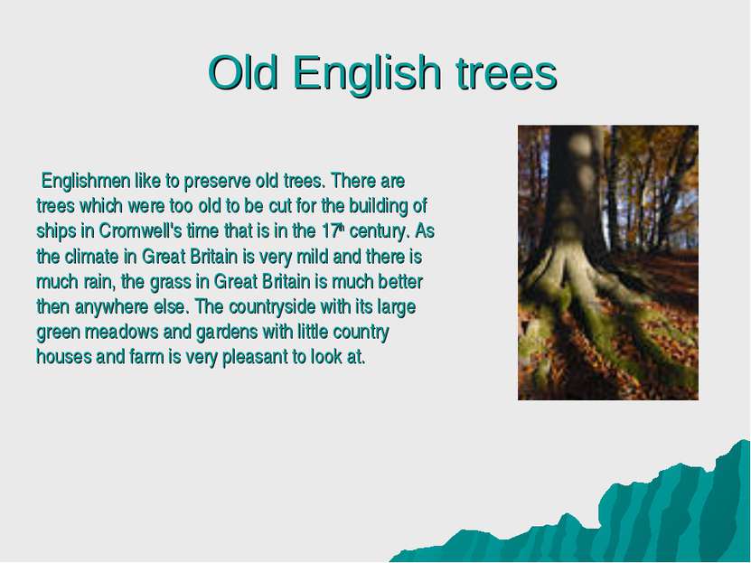 Old English trees Englishmen like to preserve old trees. There are trees whic...