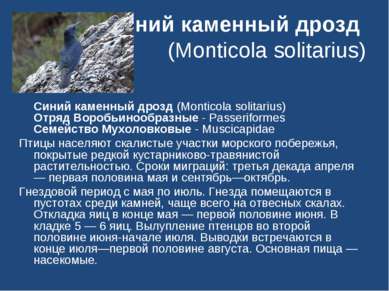 Синий каменный дрозд (Monticola solitarius) Синий каменный дрозд (Monticola s...