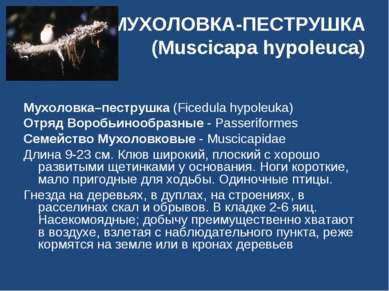МУХОЛОВКА-ПЕСТРУШКА (Muscicapa hypoleuca) Мухоловка–пеструшка (Ficedula hypol...