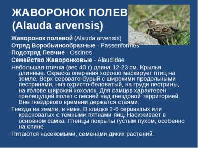 ЖАВОРОНОК ПОЛЕВОЙ (Alauda arvensis) Жаворонок полевой (Alauda arvensis) Отряд...