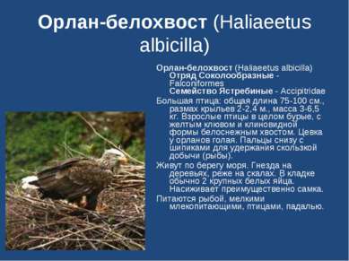 Орлан-белохвост (Haliaeetus albicilla) Орлан-белохвост (Haliaeetus albicilla)...
