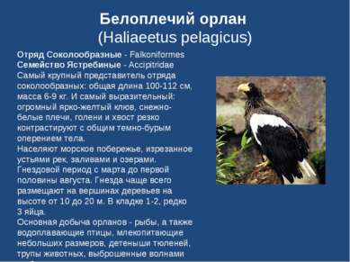 Белоплечий орлан (Haliaeetus pelagicus) Отряд Соколообразные - Falkoniformes ...