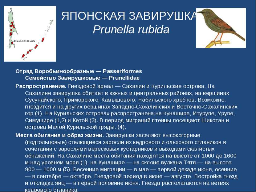 ЯПОНСКАЯ ЗАВИРУШКА Prunella rubida Отряд Воробьинообразные — Passeriformes Се...