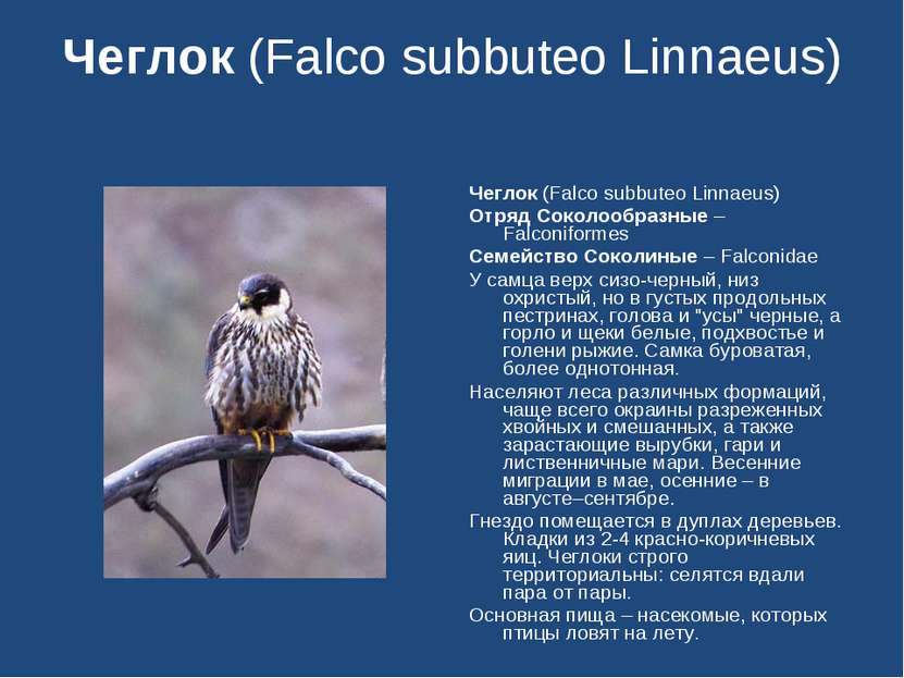 Чеглок (Falco subbuteo Linnaeus) Чеглок (Falco subbuteo Linnaeus) Отряд Сокол...