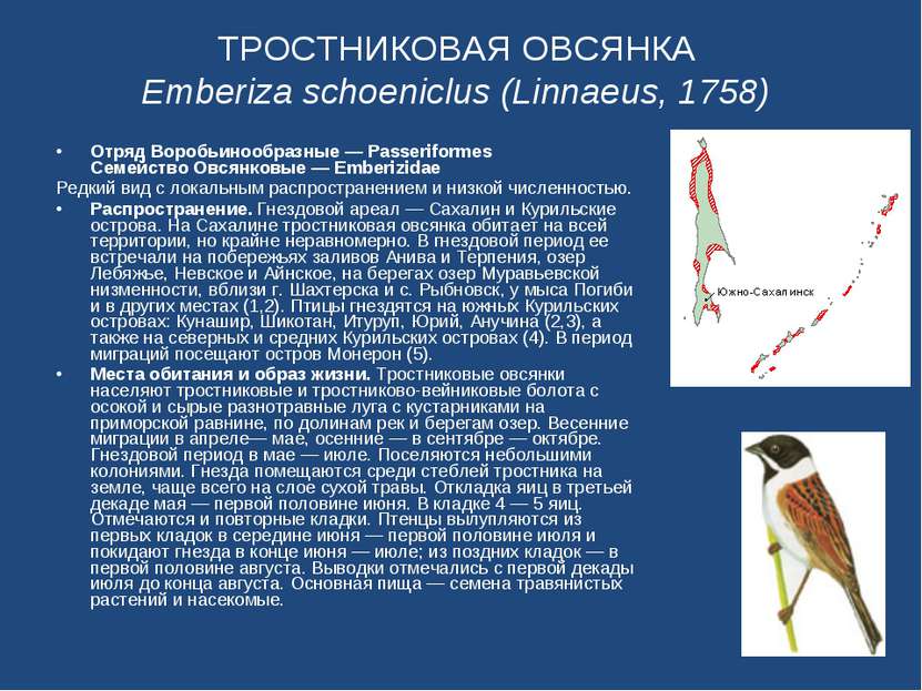 ТРОСТНИКОВАЯ ОВСЯНКА Emberiza schoeniclus (Linnaeus, 1758) Отряд Воробьинообр...