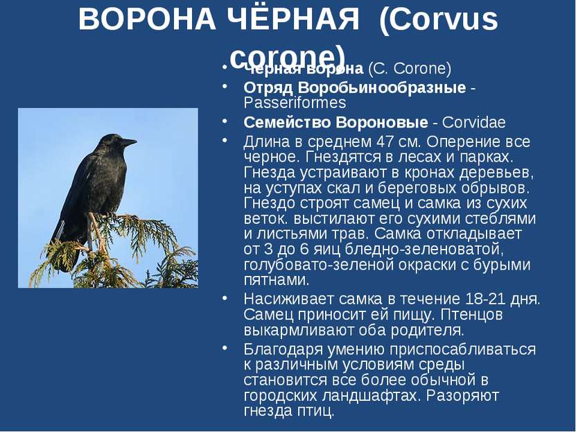 ВОРОНА ЧЁРНАЯ (Corvus corone) Черная ворона (C. Corone) Отряд Воробьинообразн...
