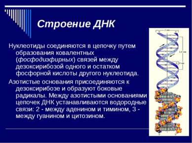 Строение ДНК Нуклеотиды соединяются в цепочку путем образования ковалентных (...