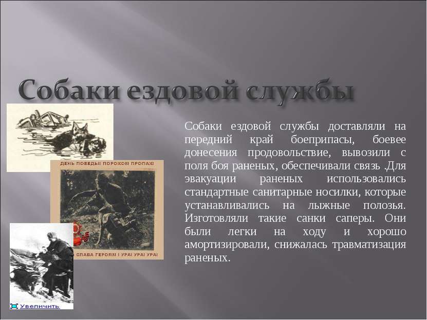 Собаки ездовой службы доставляли на передний край боеприпасы, боевее донесени...