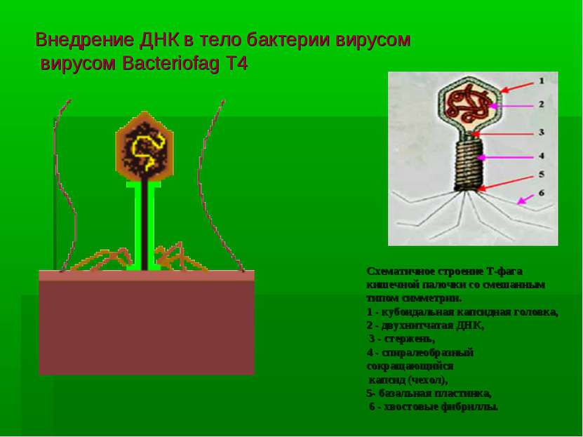 Внедрение ДНК в тело бактерии вирусом вирусом Bacteriofag T4 Схематичное стро...