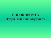 CHLOROPHYTA. Отдел Зеленые водоросли