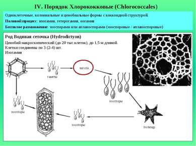 IV. Порядок Хлорококковые (Chlorococcales) Одноклеточные, колониальные и цено...