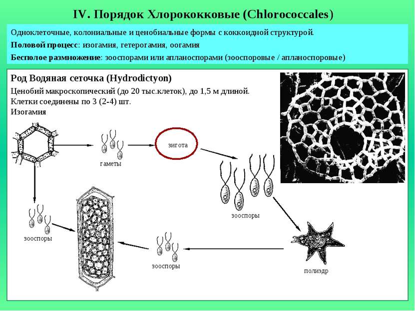IV. Порядок Хлорококковые (Chlorococcales) Одноклеточные, колониальные и цено...