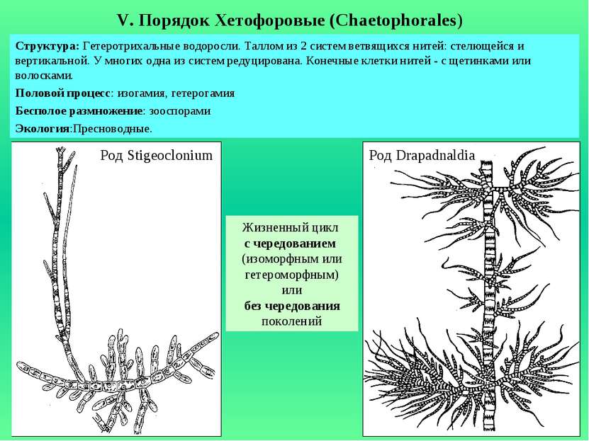 V. Порядок Хетофоровые (Chaetophorales) Структура: Гетеротрихальные водоросли...