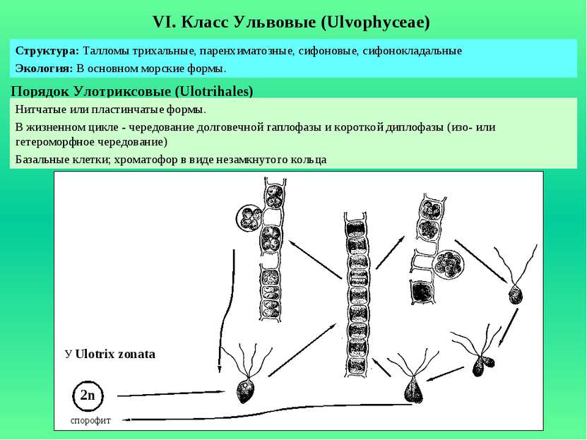VI. Класс Ульвовые (Ulvophyceae) Порядок Улотриксовые (Ulotrihales) Структура...