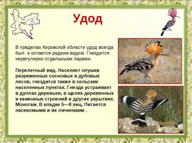 Удод В пределах Кировской области удод всегда был и остается редким видом. Гн...